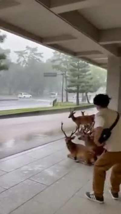 The situation in the Japanese city of Nara during a downpour