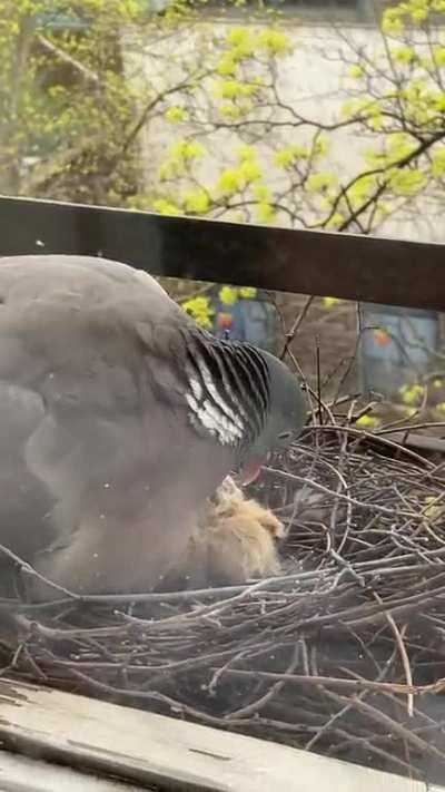 Over the past three weeks, I have had the privilege of watching this pair of pigeons build their nest, lay their 2 precious eggs, incubate them 24/7 (taking turns and switching every day) and today, the twins hatched!! The male on the nest is Kipp, and yo