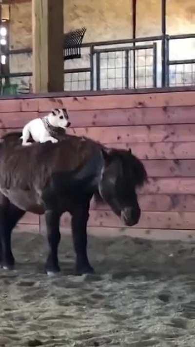 Onwards pony! My people need me