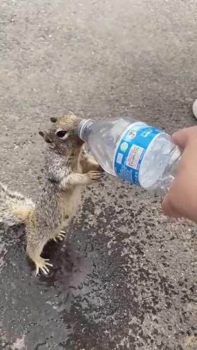 Dry Squirrel Asks Human for a Drink of Water.