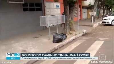 No meio do caminho tinha uma árvore!