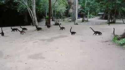 🔥 Coatis in reverse look like tiny Brontosauruses