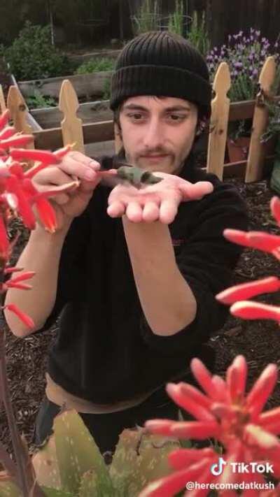 Feeding a hummingbird