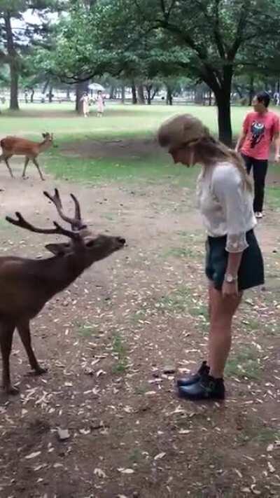 Bowing Deer of Nara, Japan