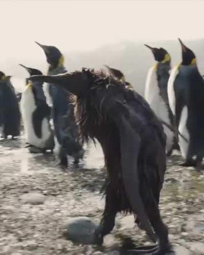 🔥 Awkward adolescent penguin chick walked on South Georgia Island.