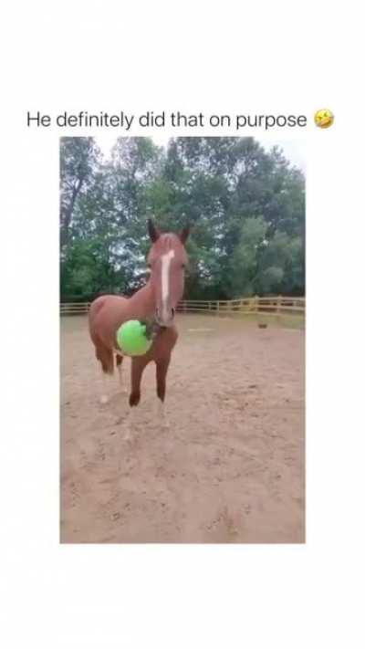 Giving your horse a toy