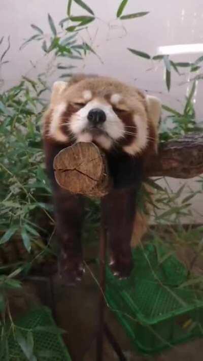 Sleeping red panda