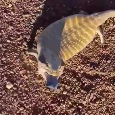 🔥 This Blue-tongued skink and its little threat display 🔥