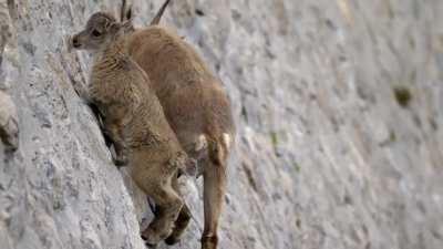 Ibex go to great lengths to get calcium from the rocks used to make this dam