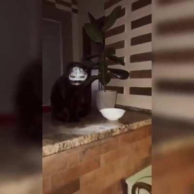 Cat sneezes into a bowl of flour.