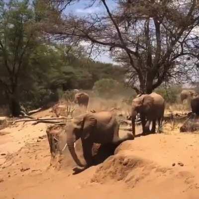 Mother elephant showing her baby boy how to descend from a ledge