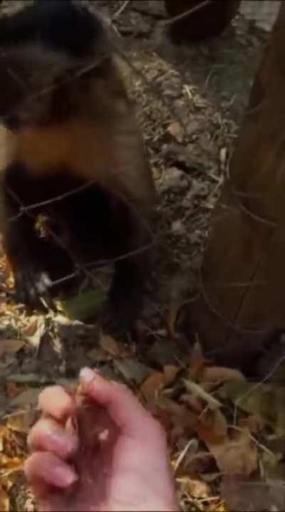 Teaching a human to crunch leaves