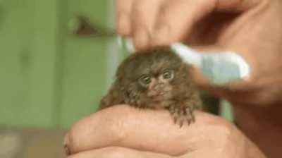 The pygmy marmoset (Cebuella pygmaea) is the smallest monkey in the world and lives in the rainforests of the western Amazon Basin in South America. They are quite affectionate and are often seen grooming each other for hours on end. This baby marmoset is