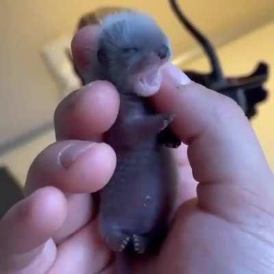 Unusual footage - this is what a baby ferret looks like.