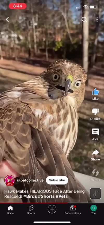 Lady rescues a Hawk with her bare hands.  Hawk can’t believe it. 