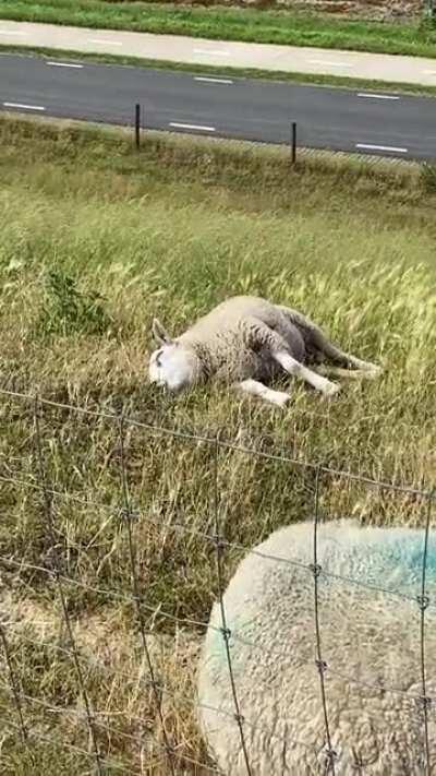 🔥 Sheep eating while taking a nap