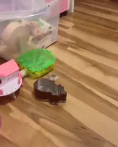 Hamster zoomies