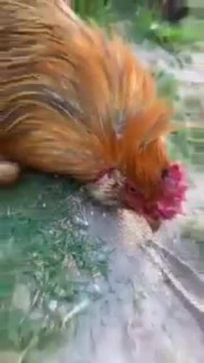 Hypnotising a rooster