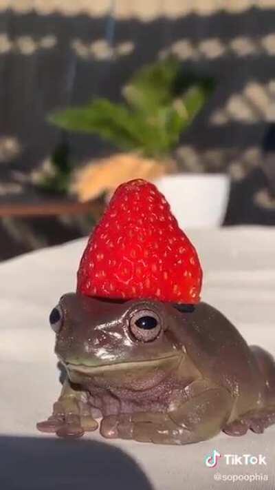 frog_irl