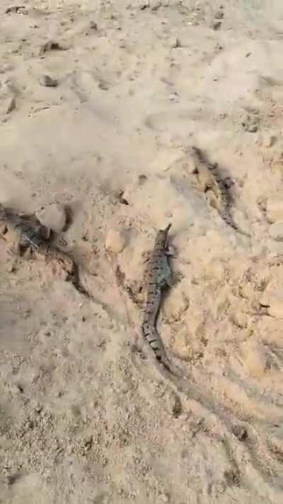 Hatching process of crocodiles begins in Agra. More than 1000 baby crocodiles reached Chambal river after coming out of eggs.