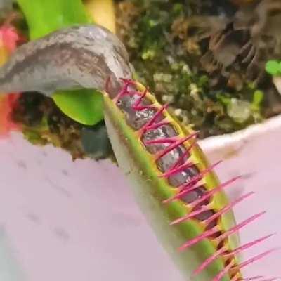 This slug escaping a venus fly trap