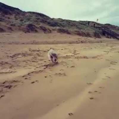 This is Bowie the Wonder Horse! He is a miniature pony that sadly suffers from equine dwarfism. But here, Bowie was able to let out some energy and run about the beach!