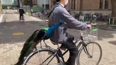 Just a peacock getting from A to B