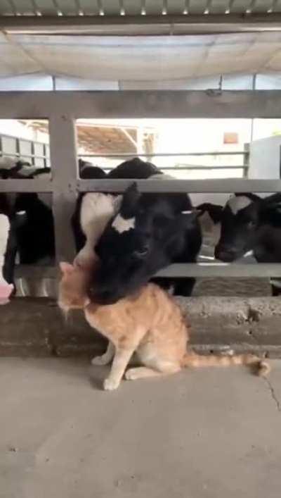 cat VIciOusLY Abused AnD EAtEn alivE By mUrDerOus CowS