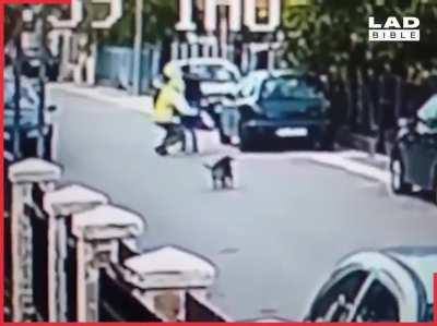 Stray dog defends woman from mugger