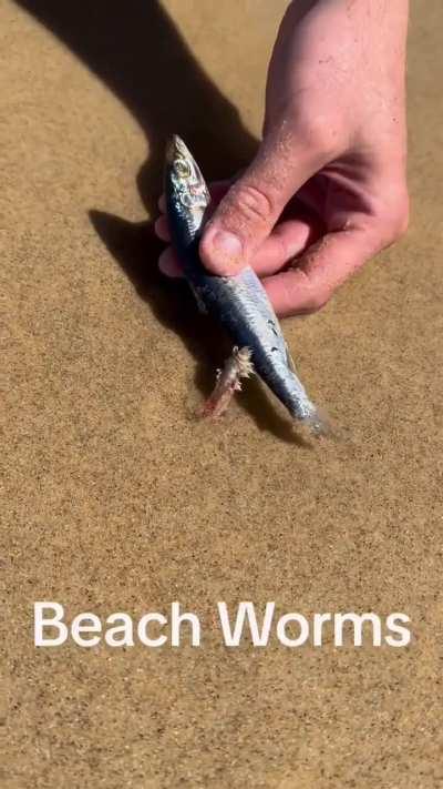 🔥Australonuphis or beach worm, you don't see it but it sees you