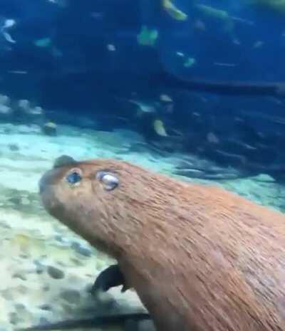 A capybara running along the bottom of a river