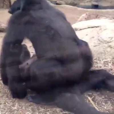 Female Gorilla mating with Male Gorilla. 