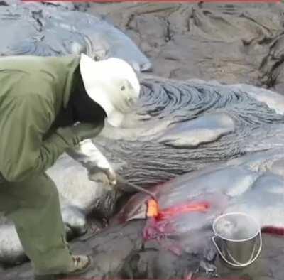 Geologist collects a fresh volcanic lava sample