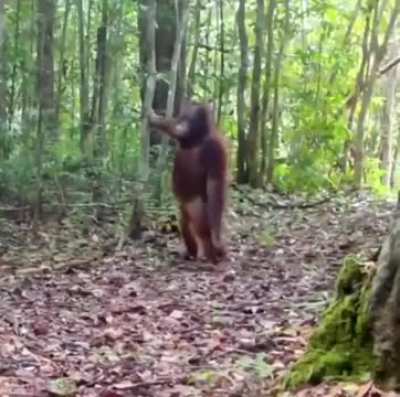 Wildlife camera traps captures this Orangutan.