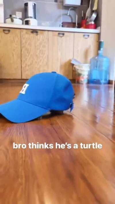 Wunky Turtle