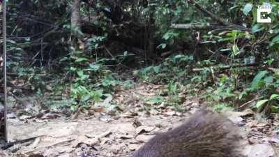 Animals reacting to their reflections in a mirror