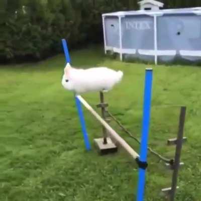 Guinea pig jumping through obstacle course