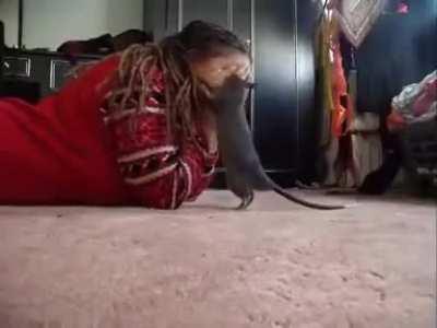 Pet Rat loving play Peekaboo