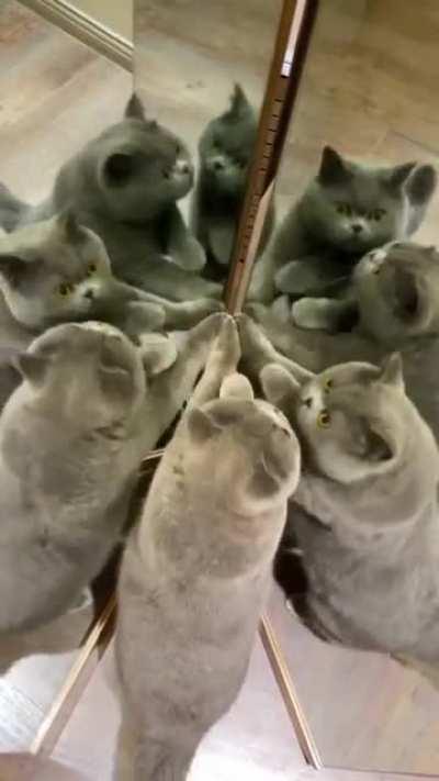 Cat's ballet