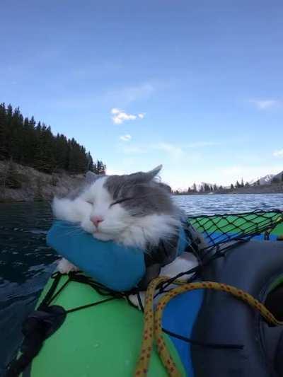 I take my cat on adventures but he just sleeps right through them