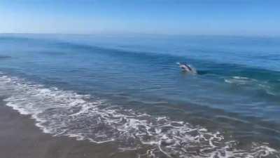 Santa Cruz surf photographer Dave &quot;Nelly&quot; Nelson captures a young sea lion wanting to play fetch with his dog