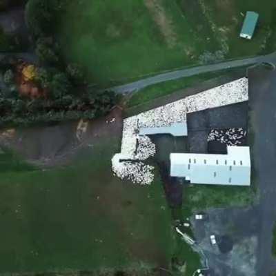 Sheepdog herding sheep as seen from the sky