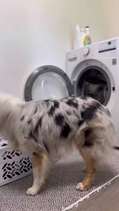 AustralianShepherd