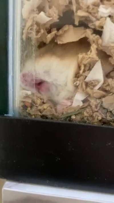 Does anyone’s hamster do this??? And why??