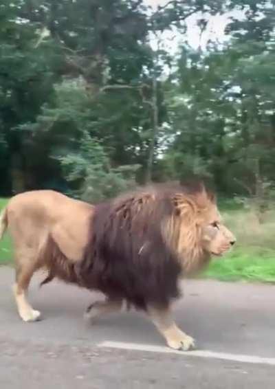 The massive size of this lion walking through traffic