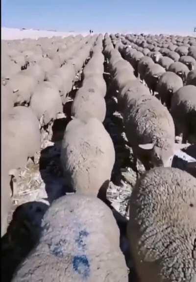 These sheep marching in perfect formation