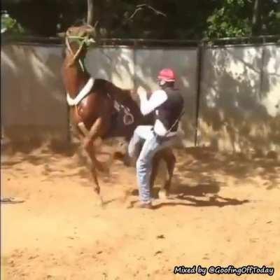 Horse 1 - 0 Dumb Human