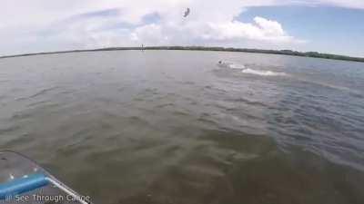 Dolphins playing with their lunch