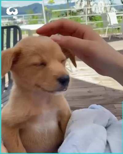 Head Rubs Make Tired Puppy Instantly Fall Asleep