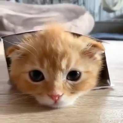 Here’s a kitty parcel for you to make your day :)